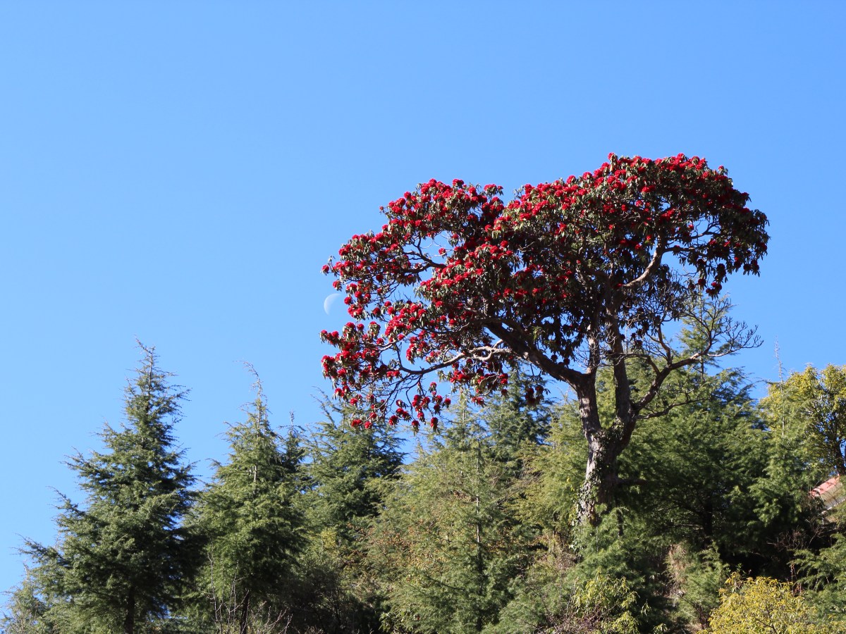 Selbstkontrolle als Balance zwischen Selbststeuerung und den&nbsp;Antrieben