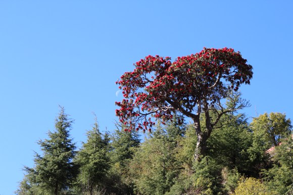 Selbstkontrolle als Balance zwischen Selbststeuerung und den&nbsp;Antrieben