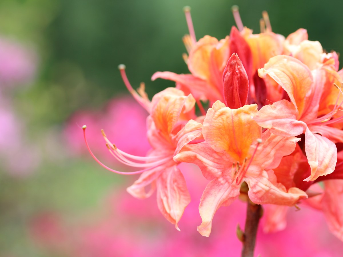 Über die Abschätzung und den Wert von&nbsp;Tugend