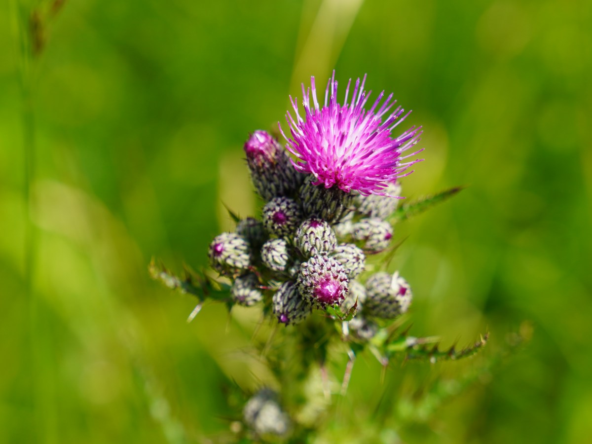 Über Selbstüberwindung und Wachstum (Stirb und&nbsp;Werde)