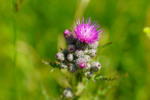 Über Selbstüberwindung und Wachstum (Stirb und&nbsp;Werde)